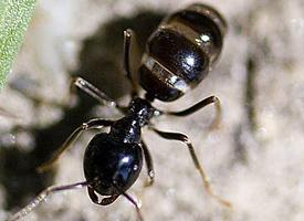 Photo: Jet ant