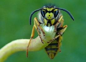 Photo: European hornet