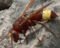 Photo: Oriental hornet