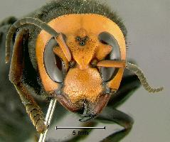 Photo: Asian giant hornet