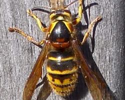 Photo: Median wasp