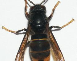 Photo: Asian hornet