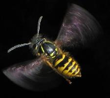 Photo: Common wasp