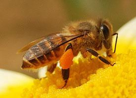 Photo: Eastern honey bee