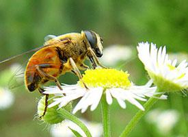 Photo: Rock bee