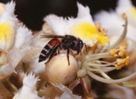 Photo: Dwarf honey bee