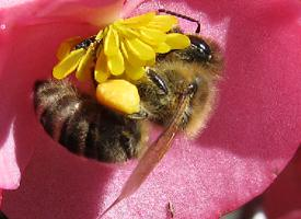 Photo: Western honey bee