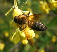 Photo: Himalayan giant honey bee