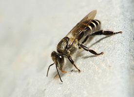 Photo: Black dwarf honey bee