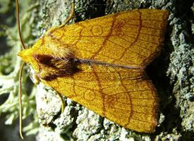 Photo: Orange sallow