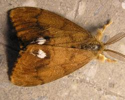 Photo: Rusty tussock moth