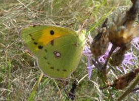 Photo: Danube clouded yellow