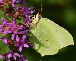 Photo: Common brimstone