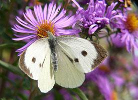 Photo: Large white