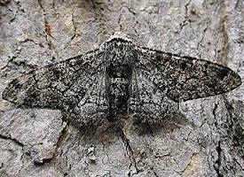 Photo: Peppered moth