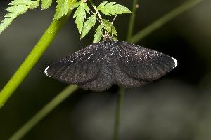 Photo: Chimney sweeper