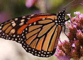 Photo: Monarch butterfly