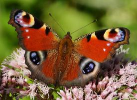 Photo: European peacock