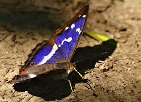 Photo: Purple emperor