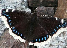 Photo: Mourning cloak