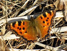 Photo: Large tortoiseshell