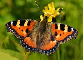 Photo: Small tortoiseshell