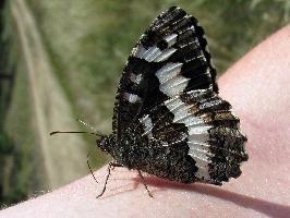 Photo: Great banded grayling