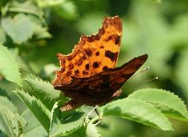 Photo: Comma