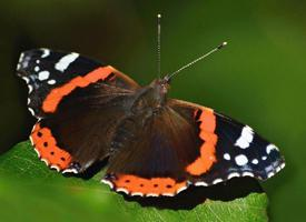 Photo: Red admiral