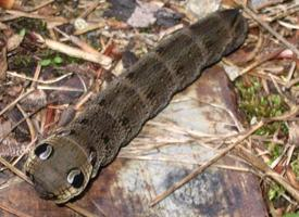 Photo: Elephant hawk moth