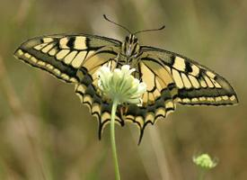 Photo: Old world swallowtail