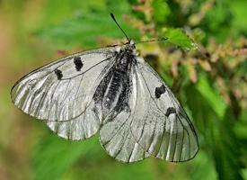 Photo: Clouded apollo