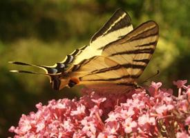 Photo: Scarce swallowtail