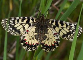 Photo: Southern festoon