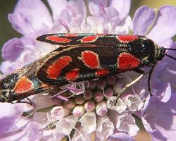 Photo: Crepuscular burnet