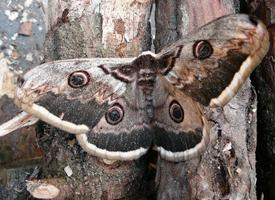 Photo: Giant peacock moth