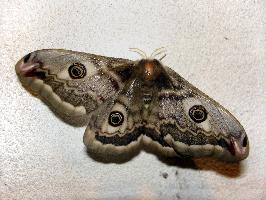 Photo: Small emperor moth