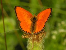 Photo: Scarce copper