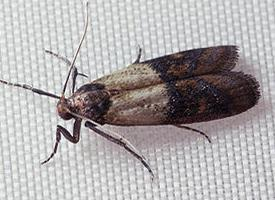 Photo: Indianmeal moth