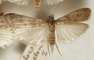 Photo: Mediterranean flour moth