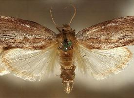 Photo: Greater wax moth