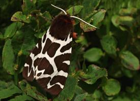 Photo: Garden tiger moth