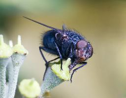 Photo: Blue bottle fly