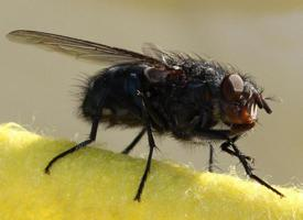 Photo: Mouche domestique