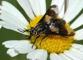 Photo: Splayed deer fly