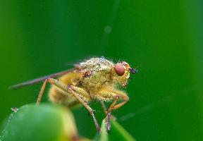 Photo: Yellow dung fly