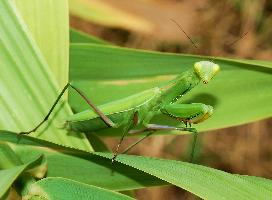 Photo: European mantis