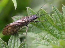 Photo: Alderfly