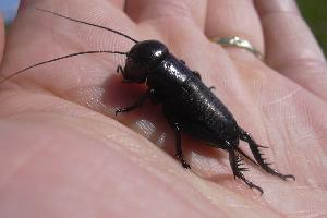 Photo: European field cricket