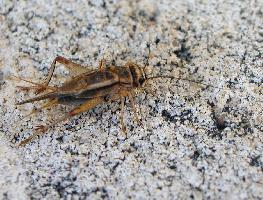 Photo: House cricket